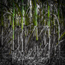 Natur Maisfeld