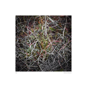 Gras